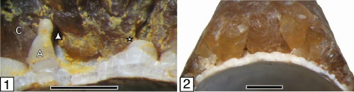Anomalosaepia cross sections