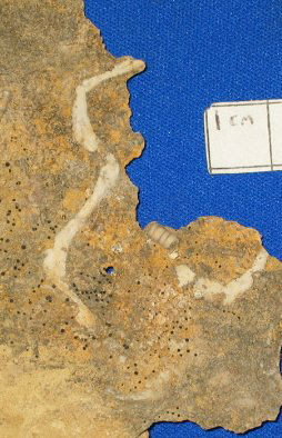 Archimedes laxus Hall