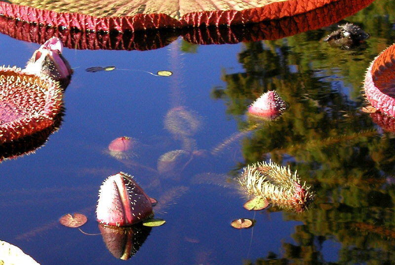 Flower buds (Victoria lily)