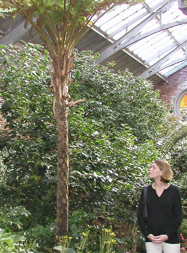 Tasmanian Tree Fern