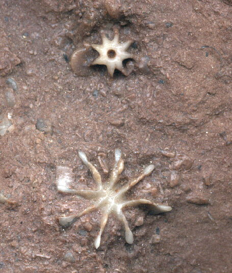 Evactinopora radiata