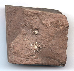 Evactinopora radiata