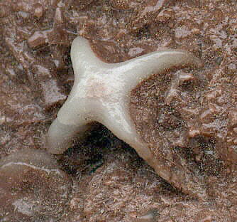 Evactinopora radiata