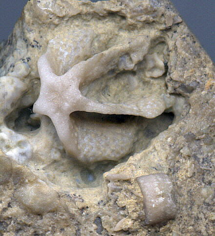 Evactinopora radiata