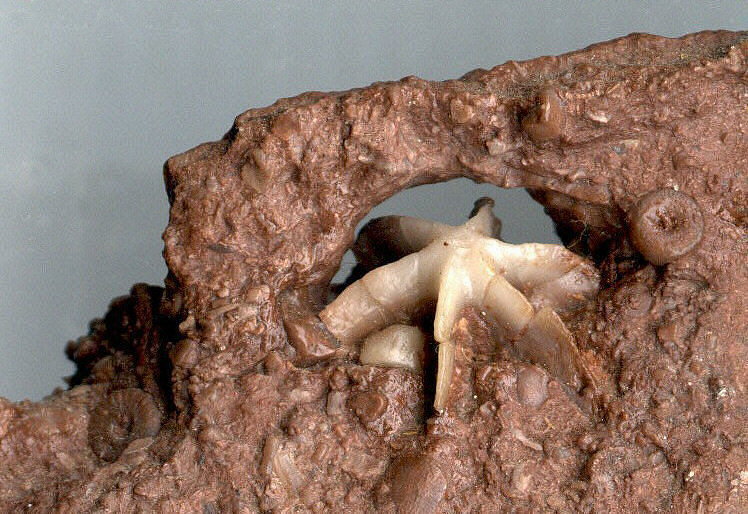 Evactinopora radiata