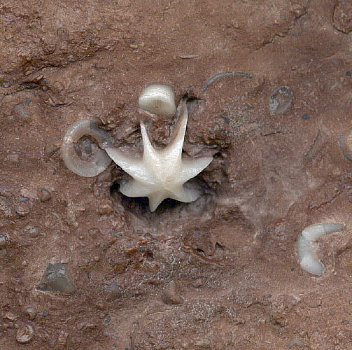 Evactinopora radiata