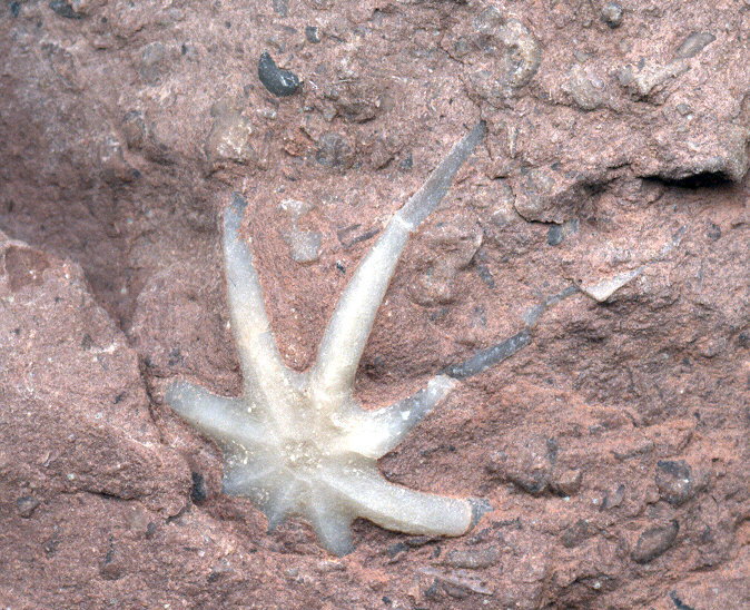 Evactinopora radiata
