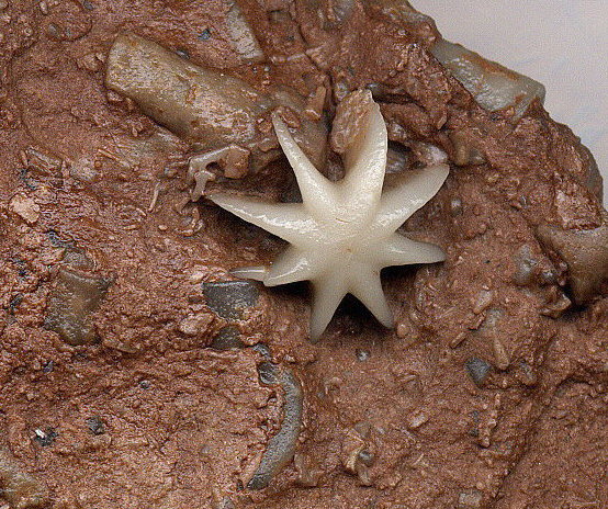 Evactinopora radiata
