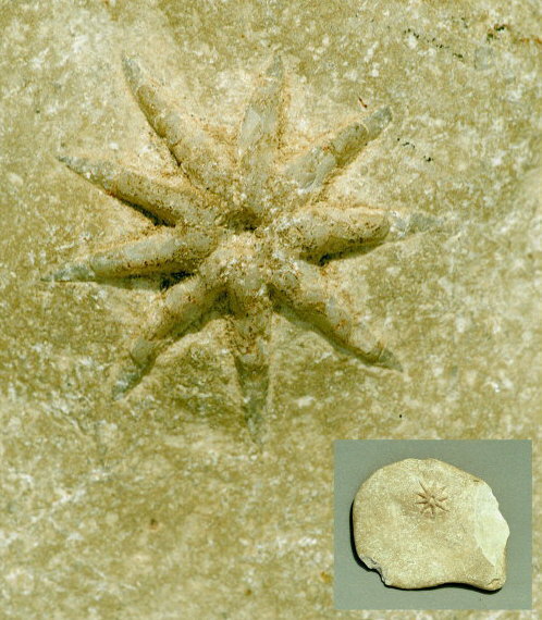Evactinopora sp.