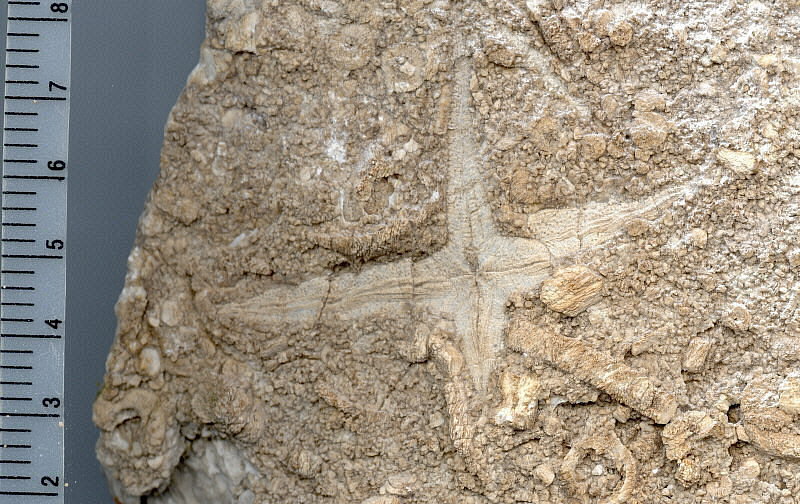 Evactinopora grandis