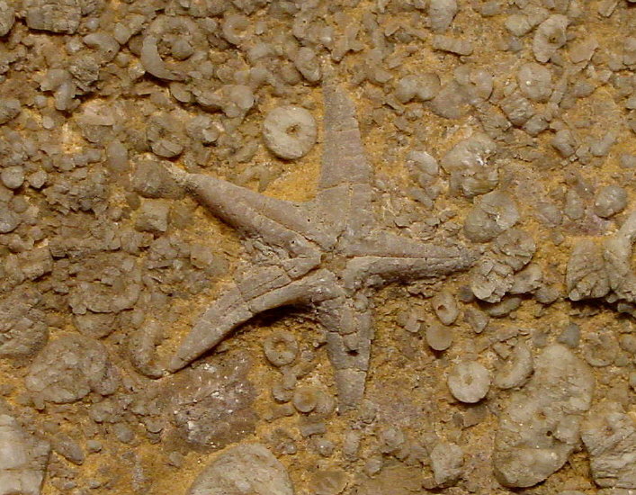 Evactinopora sp.