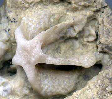 Evactinopora radiata