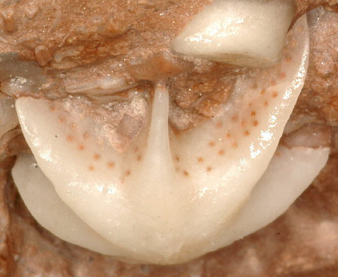 Evactinopora radiata