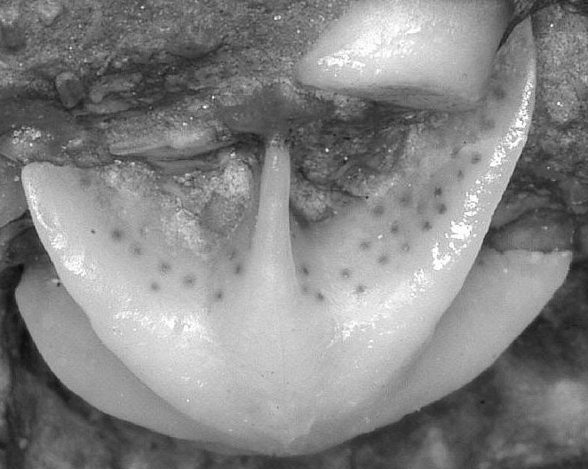 Evactinopora radiata