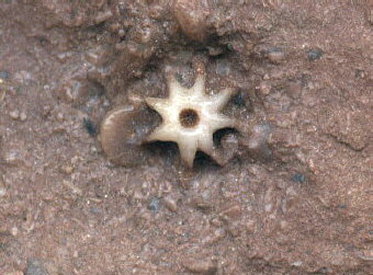 Evactinopora radiata