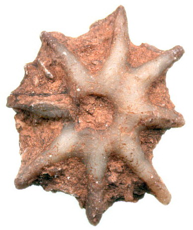 Evactinopora radiata