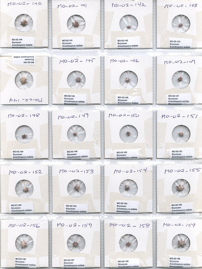 Evactinopora radiata