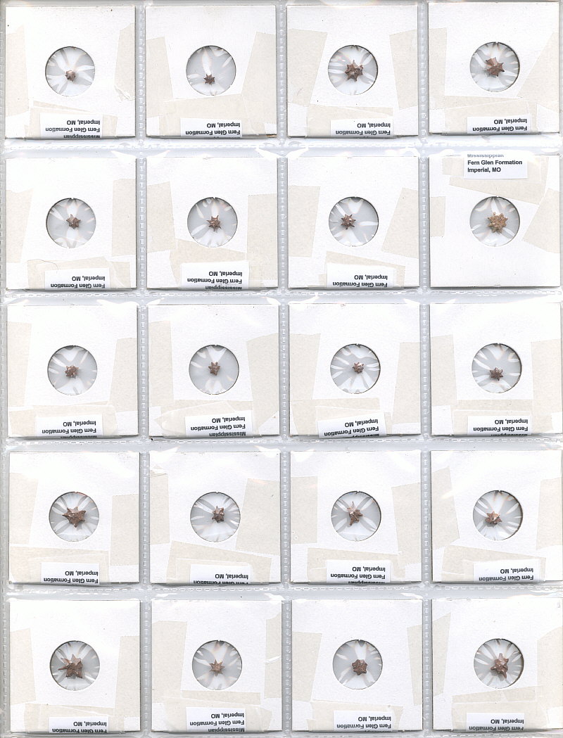 Evactinopora radiata