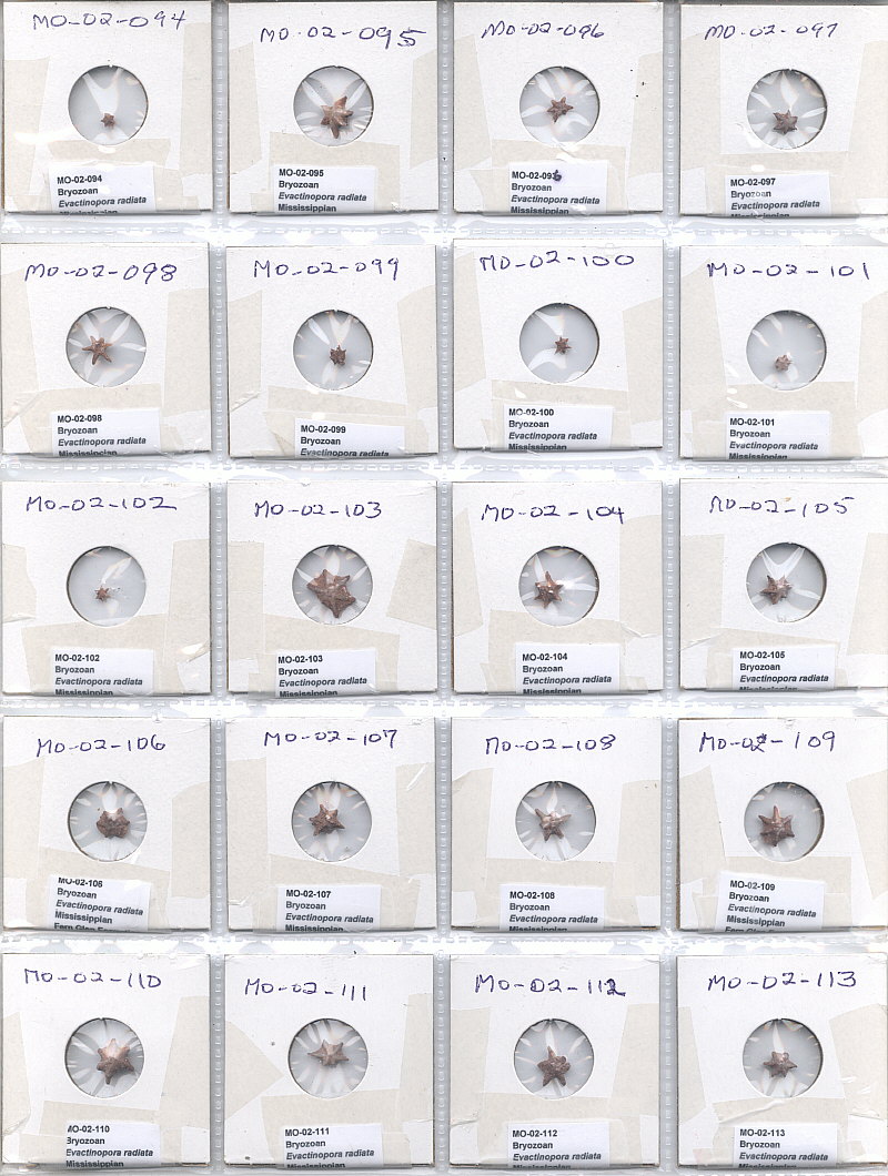 Evactinopora radiata