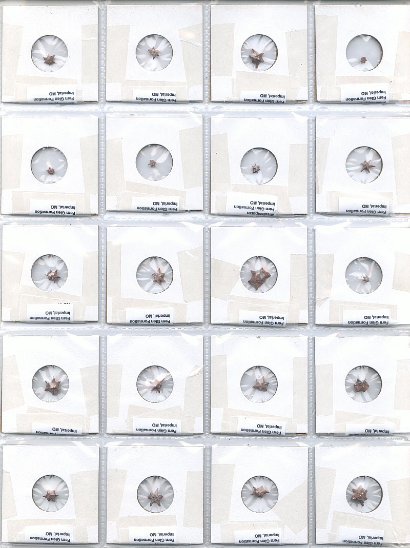 Evactinopora radiata