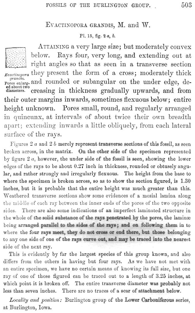 Evactinopora grandis