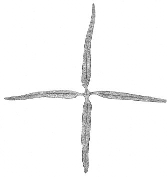 Evactinopora grandis