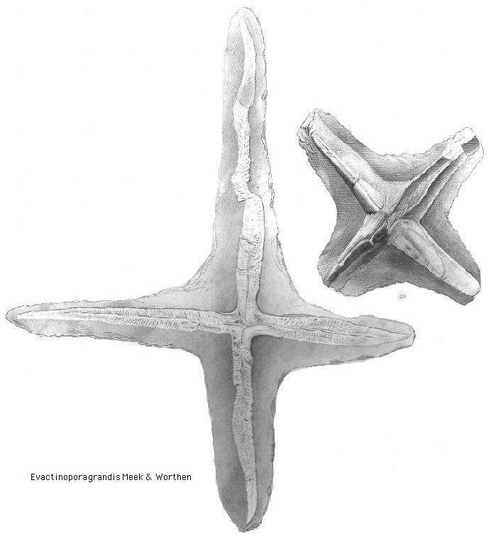 Evactinopora grandis