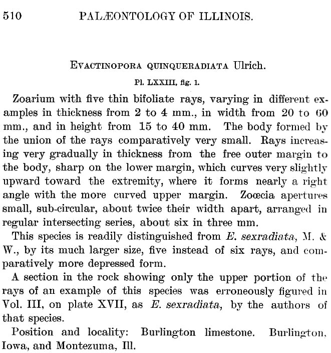 Evactinopora quinqueradiata