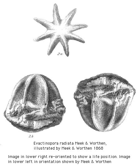 Evactinopora radiata