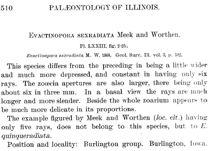 Evactinopora sexradiata