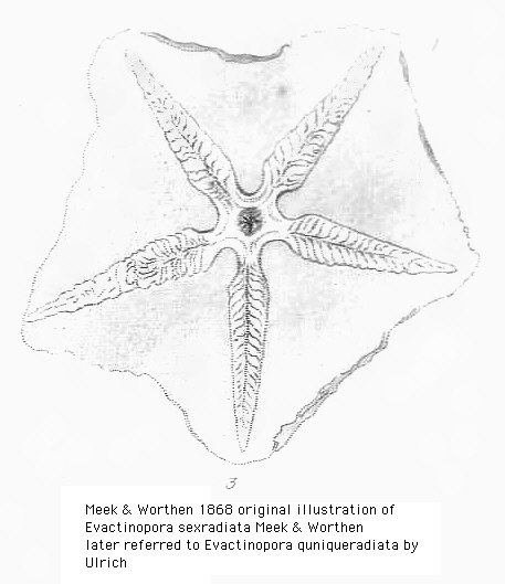 Evactinopora sexradiata