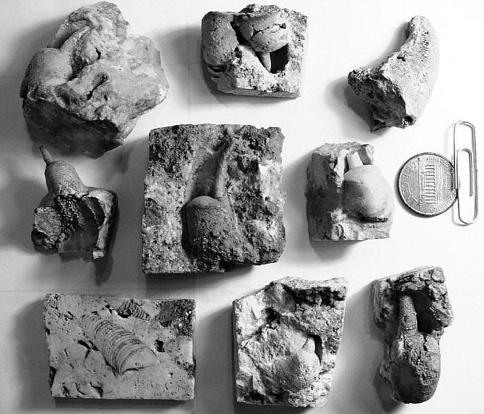 Dakeoceras retrorsum