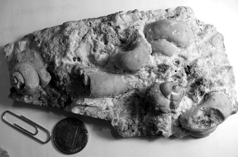 Sinuopea and Dakeoceras sp.