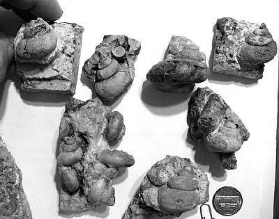 gastropods Sinuopea vera