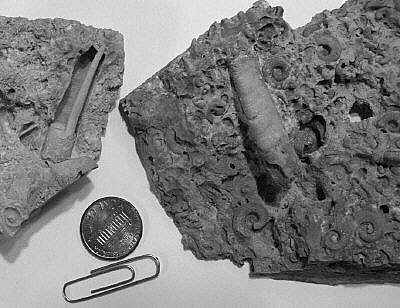 Ectenoceras pergracile