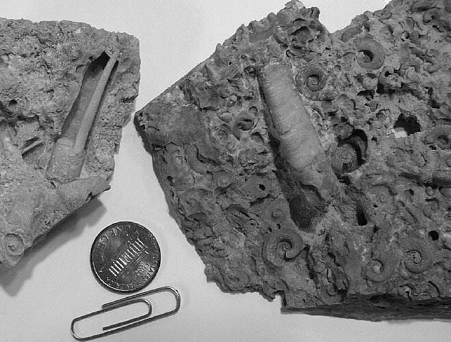 Ectenoceras pergracile