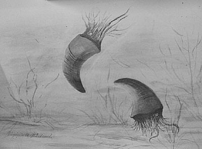 Ellesmeroid cephalopods