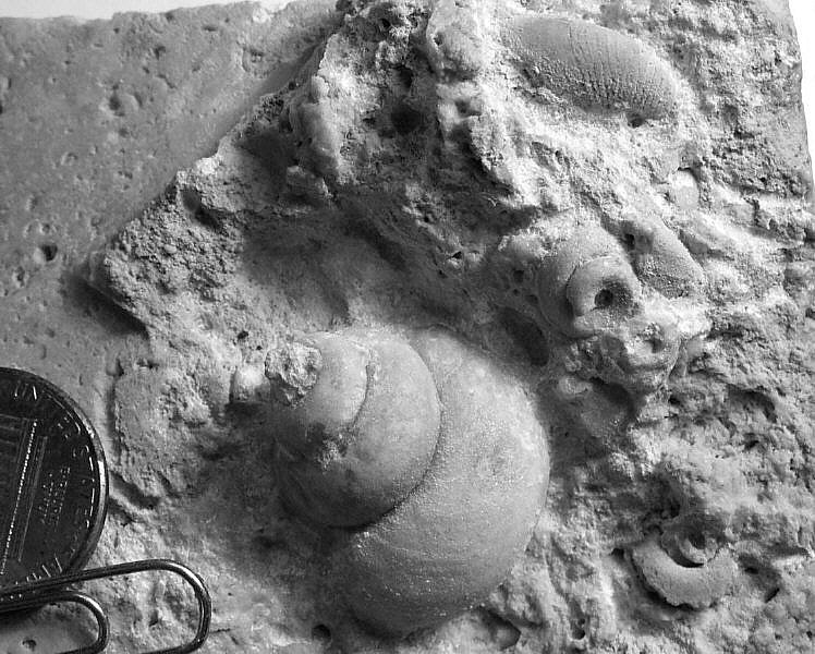 Sinuopea and Burenoceras