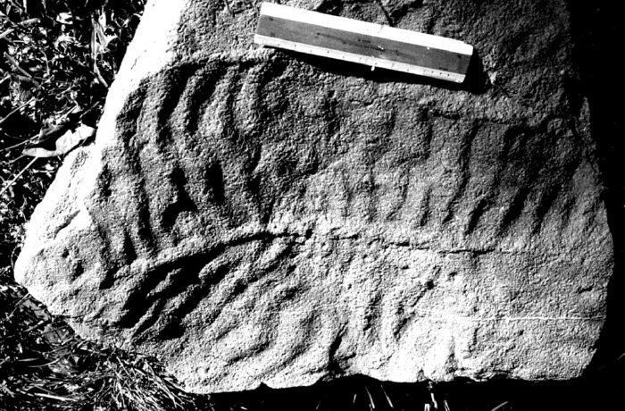 Climactichnites trackway