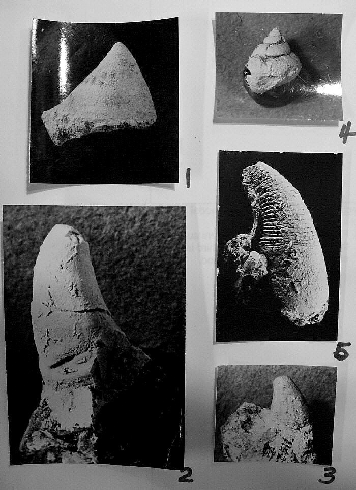 Group of early mollusks