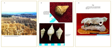 Cenozoic Fossils Paleogene