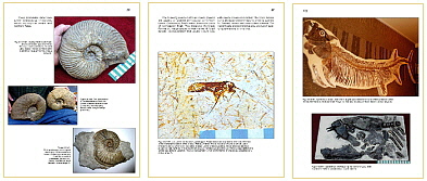 Mesozoic Fossils 2 The Cretaceous Period