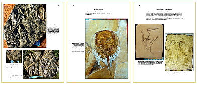 Mesozoic Fossils Triassic and Jurassic
