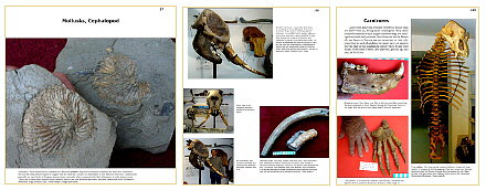 Cenozoic Fossils II The Neogene