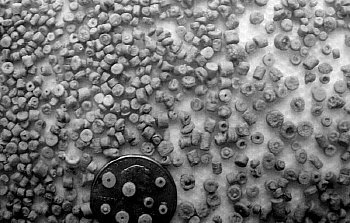 cystoid stem fragments