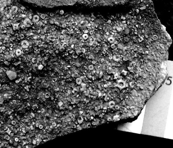 Crinoid like stem fragments