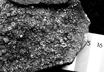 crinoid-like stem fragments