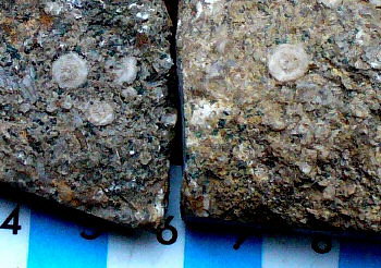 Peculiar Cambrian fossils