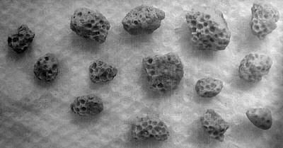 Kinsabia sp. Cambrian