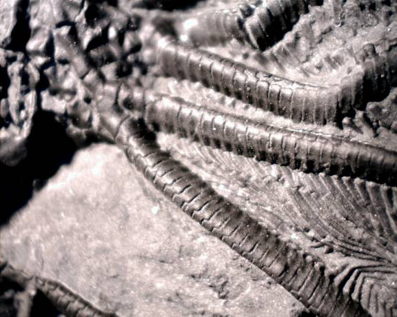 Dolatocrinus crinoid